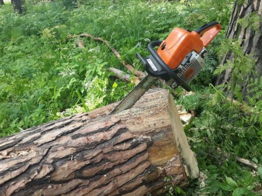 Спил и вырубка деревьев, кронирование, удаление старых деревьев стоимость услуг и где заказать - Вилючинск