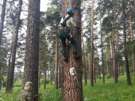 Спил и вырубка деревьев, кронирование, удаление старых деревьев стоимость услуг и где заказать - Петропавловск-Камчатский