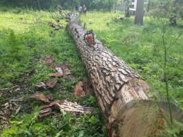 Спил и вырубка деревьев, корчевание пней стоимость услуг и где заказать - Петропавловск-Камчатский